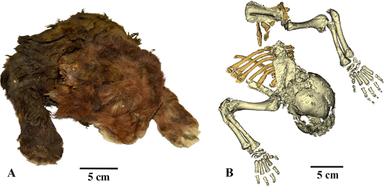 Den frusna mumien av den sabeltandade katten Homotherium latidens, yttre utseende och en CT-skanning av skelettet.