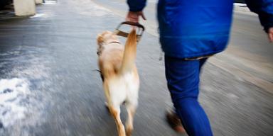 Tanken med ledarhundar är att de ska hjälpa synskadade personer att bli mer självständiga.