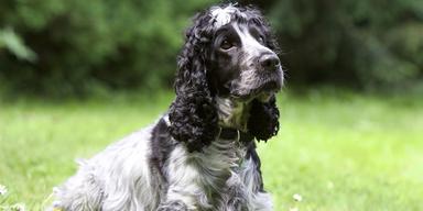 En svartvit cocker spaniel. Daisy stals när hon bara var ett år gammal, nu har hon äntligen återfunnits och fått komma tillbaka till sina ägare. Det är inte Daisy på bilden