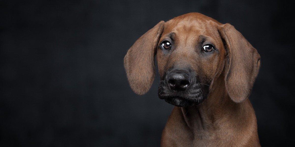 Hunden skällde och ylade. Då vräktes hyresgästen. Nu fallet avgjorts i hyresnämnden. Hunden på bilden är dock oskyldig.