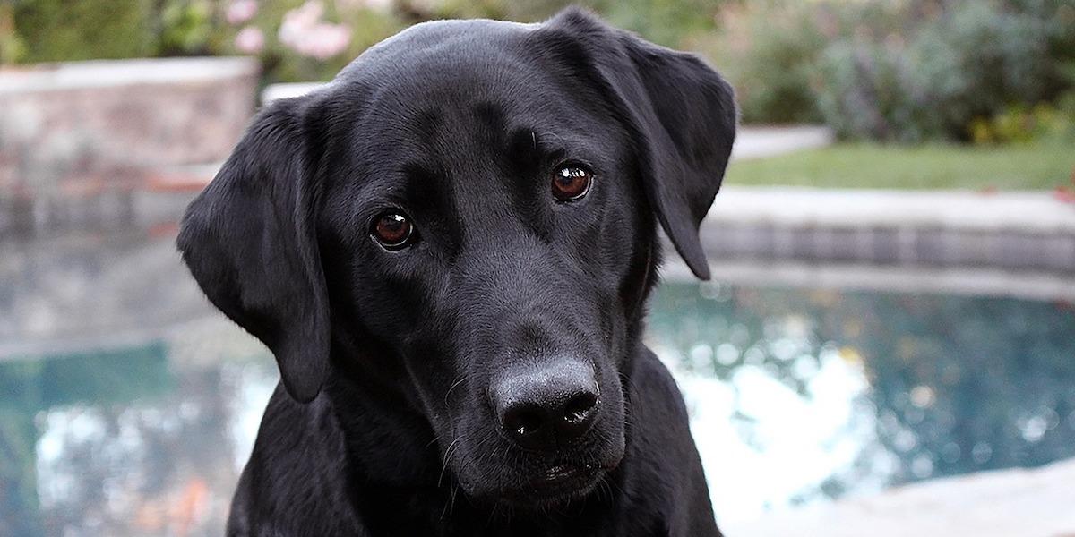 Labradoren omsprungen?! Deppa inte. Vi älskar dig – också.