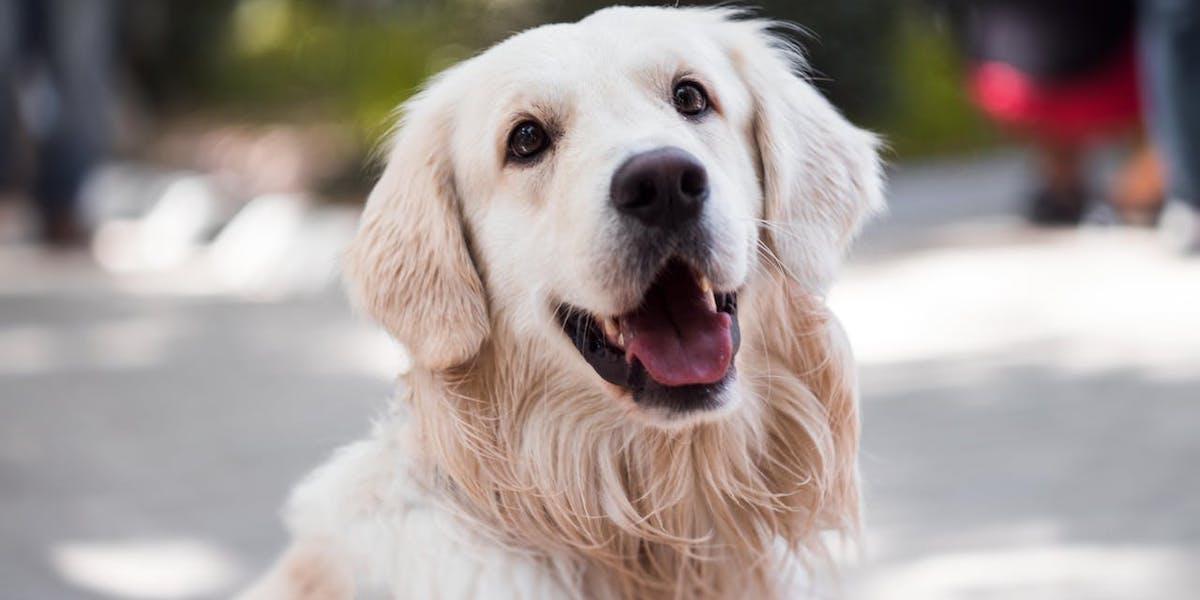 En hund, golden retrievern Maggie, fick bli borgmästare för en dag, det är dock inte Maggie som är på bilden utan det är en annan fin golden retriever