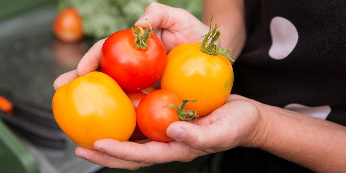 En kvinna håller i några stora odlade tomater. Odlade tomater har genom förädling blivit mycket större än sina vilda släktingar, men det har också gjort att de tappat smak. Nu säger sig kinesiska forskare kunna råda bot på det