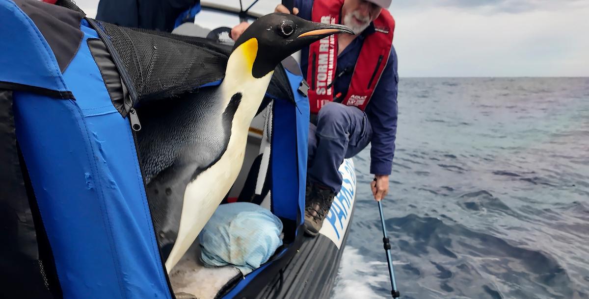 Kejsarpingvinen som förvillat sig ända till Australien släpps ut i havet igen efter tre veckors vård och rehabilitering