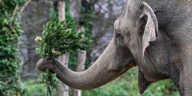 En asiatisk elefant på Berlin zoo