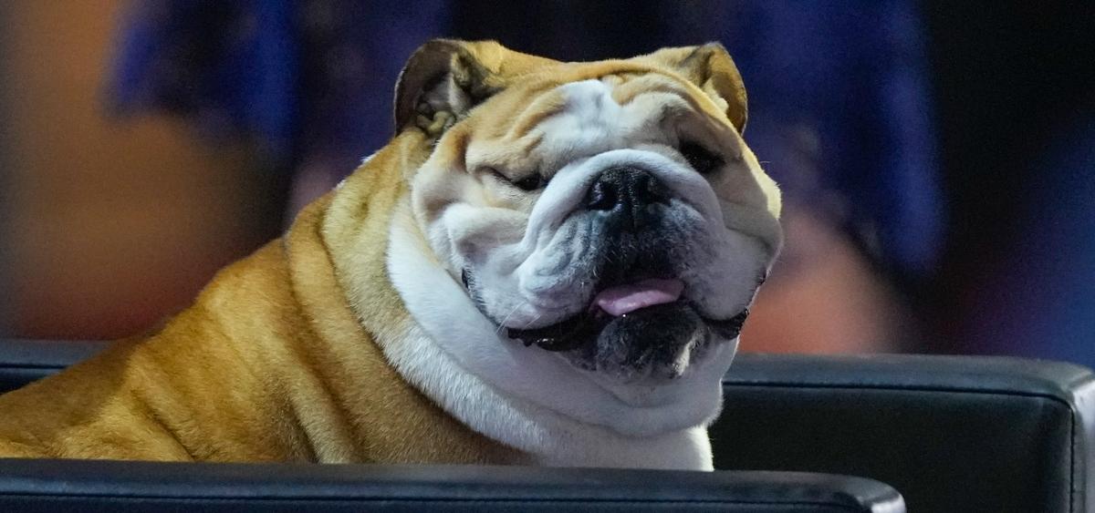 Bulldoggen Babydog