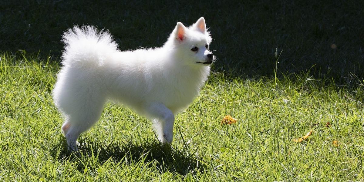 En vit spets. Lex, en hund som stals utanför en Lidl-burik i Antwerpen är av denna ras, det är dock inte han på bilden