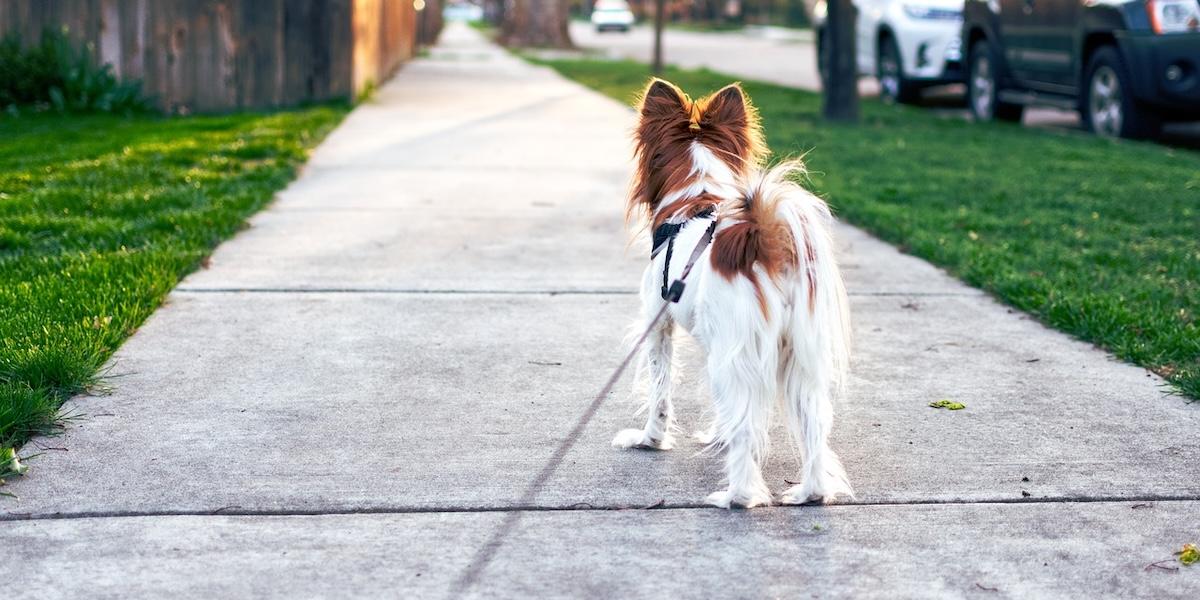 En hund i koppel. Vill din hund kissa på lyktstolpar när ni är ute på promenad? I så fall borde du läsa det här.