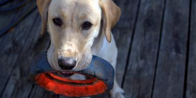 En hund har hämtat en leksak. I en studie kunde hundar hitta leksaker de inte sett på två år när deras ägare sade leksakens namn och bad dem hämta dem