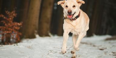 En labrador springen på en snöig väg. Labradorer är kända för att vara väldigt matglada och kan sätta i sig det mesta, även sådant som inte är bra för dem, en studie har i år funnit att det här beror på en mutation