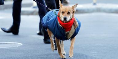 En hund med halsduk och varmt vintertäcke. Om du vill hjälpa din hund i vinterkylan kan det vara bra att sätta på den varma kläder