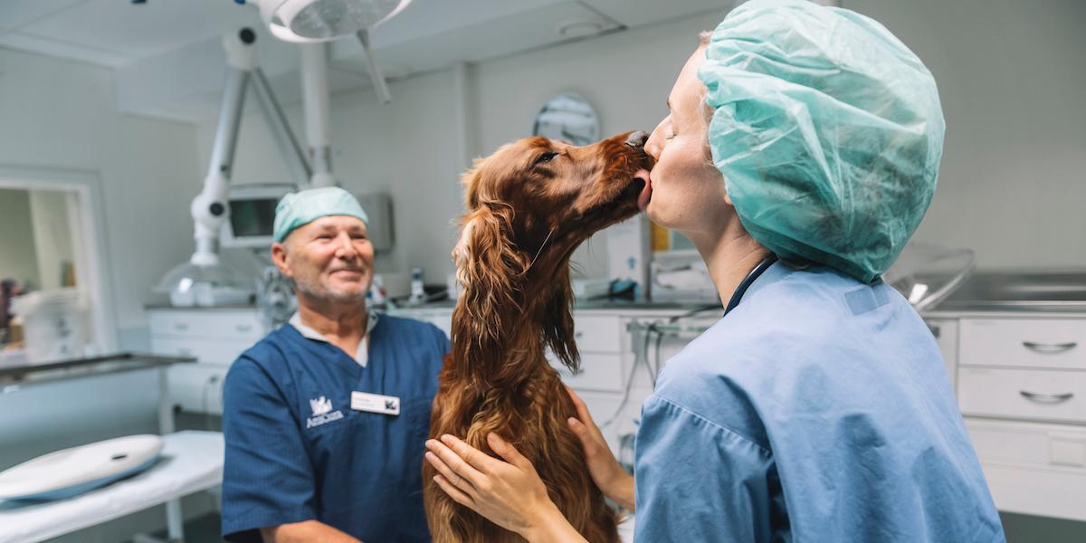 Ett exempel på en lyckad undersökning av en hund, utan stress, på Djursjukhuset Bagarmossen.