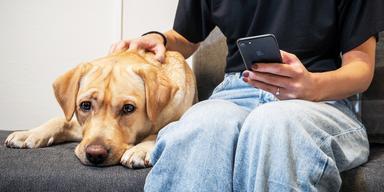 En kvinna sitter bredvid en hund och håller i en mobiltelefon. De vanligaste hälsoproblemen hos hund kan ofta hanteras med råd och behandling hemma