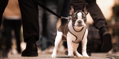 En hund på promenat i stan. För att få skaffa hund i Skottland måste blivande hundägare snart signera ett intyg som visar att de tagit del av en uppförandekod