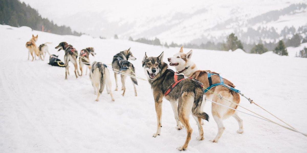 Ett hundspann med alaskan huskies. När Håkan Eliasson blev pensionär satsade han på något som han länge varit intresserad av. Hundarna på bilden har ingenting med texten att göra