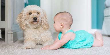 En hund och ett spädbarn. Både hundar och barn kan påverkas av vuxnas hormonläkemedel som tas via huden