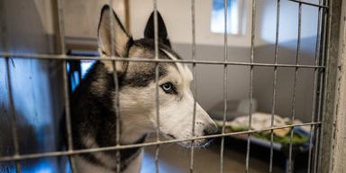 En hund på Hundstallet i Åkeshov i väntar på att få ett nytt hem