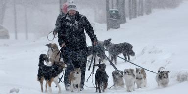 En hund som sprang bort från ett hunddagis i Umeå i december tros vara död. På bilden rastas hundar på ett hunddagis i Akalla i Stockholm