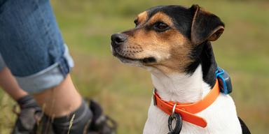 En hund med en gps-tracker. Den vanligaste tekniken som vi svenskar använder till våra husdjur är en gps-tracker, men annars är vi inte särskilt intresserade av att låta den nya tekniken hjälpa oss med våra hudar och katter