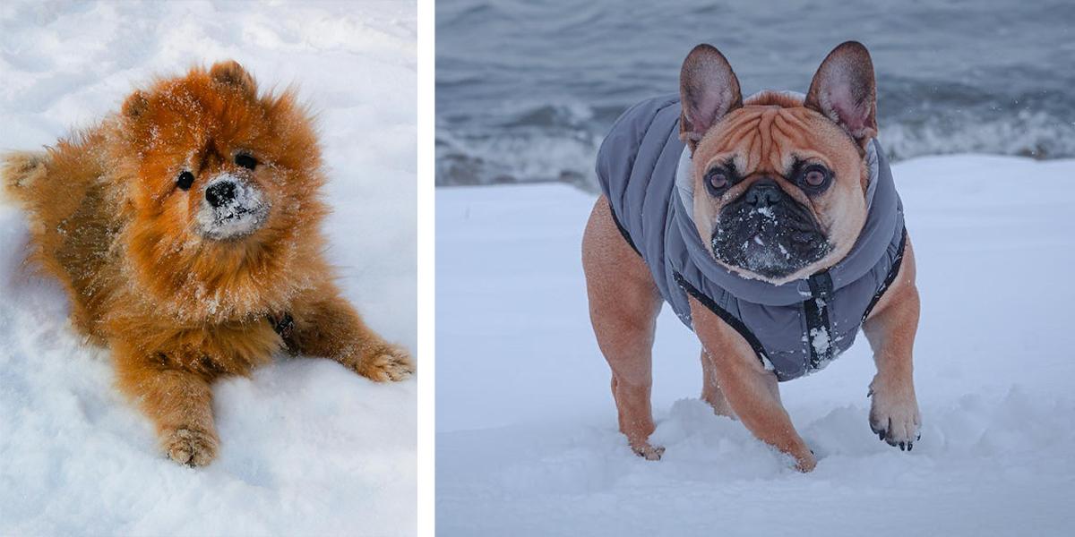 Enligt en veterinärgranskad sajt är pomeranian, till vänster och fransk bulldogg, till höger, två raser som passar bra för den lite äldre hundägaren