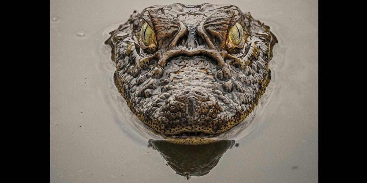 En glasögonkajman, en sådan låg och flöt i ett terrarium i en uppsagd lägenhet