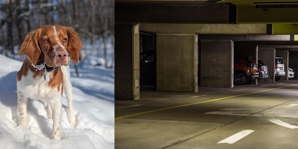 En hund och ett garage. Hundar får inte följa med till skyddsrum så Myndigheten för samhällsskydd och beredskap rekommenderar hundägare att ta med sina husdjur och söker skydd i en källare, ett garage eller en tunnelbanestation