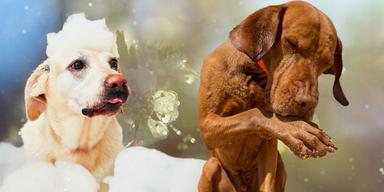 En hund badar och en hund slickar tassen, bakgrunden är full av pollen. Om hunden har pollenallergi kan det hjälpa att schamponera den ofta, tänk på att hundar inte ska tvätta sig som katter och om en hund ofta slickar sina tassar kan den ha problem med allergi