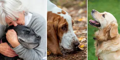 En kvinna kramar en hund, en hund nosar på marken och en hund ser förväntansfull ut. Brukar du krama din hund? Det finns bättre sätt du kan använda för att visa kärlek till din hund, sätt som hunden tycker om och mår bra av