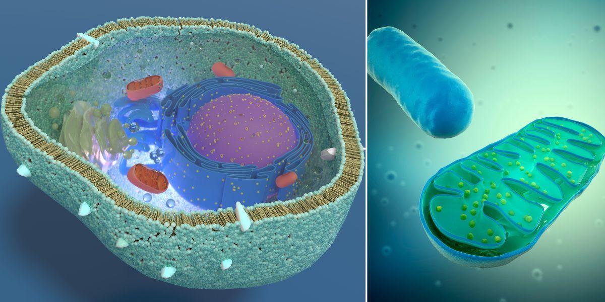 Till vänster ett tvärsnitt av en levande cell med organceller, kärna, endoplasmanät, Golgiapparat, mitokondrier, plasmamembran med mera. Till höger, en mitokondrie