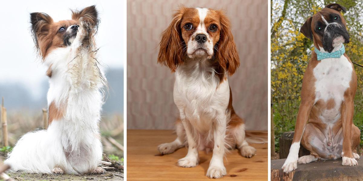 Från vänster en papillon, en cavalier king charles spaniel och en boxer, alla tre är bra hundraser för förstagångsägare