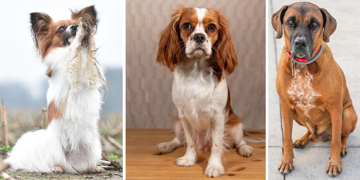 Från vänster en papillon, en cavalier king charles spaniel och en boxer, alla tre är bra hundraser för förstagångsägare