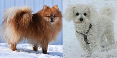 Det är främst små populära hundraser som exempelvis pomeranian, till vänster och bichon frisé, till höger, som kriminella som smugglar hundar fokuserar på