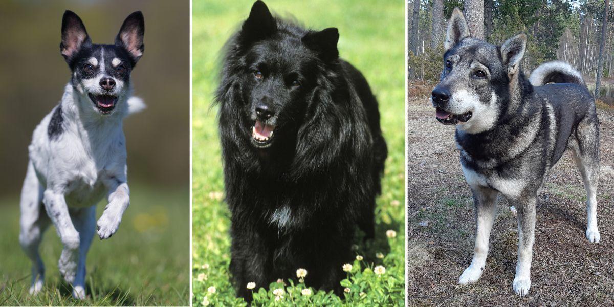 Tre svenska hundraser, från vänster, dansk-svensk gårdshund, svensk lapphund och jämthund