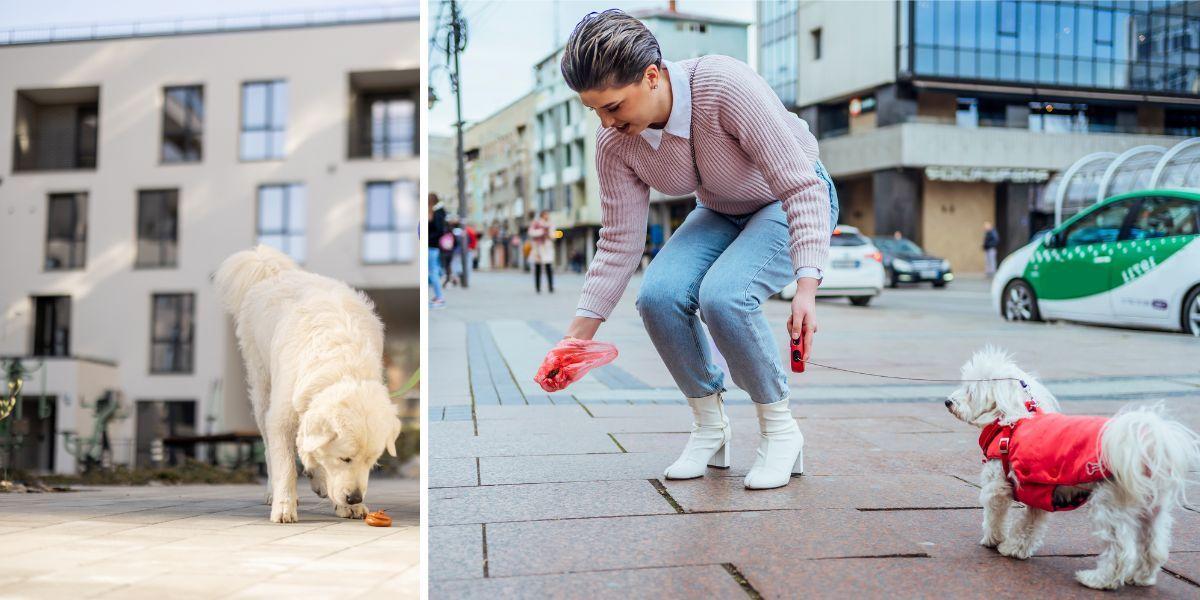 En hund luktar på bajs och en kvinna plockar upp hundbajs.