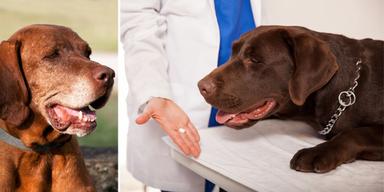 En gammal hund och en veterinär håller fram ett piller framför en hund. Ett piller för hundar sägs sakta ned deras åldrande så att de lever längre