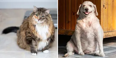 En fet katt och en fet hund. Många hundar och katter är överviktiga och det är väldigt dåligt för deras livskvalitet och hälsa. Det kan därför vara bra att hitta andra sätt att belöna ditt husdjur än att de det godis och mat