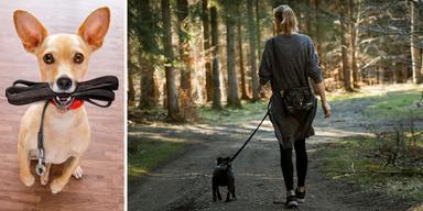 En hund håller ett koppel i munnen och en kvinna går med en kopplad hund i skogen. Nu när naturen börjar vakna till liv får inte hundar springa lösa utomhus där det finns vilda djur. Det innebär att du i de flesta fall måste koppla på din hund