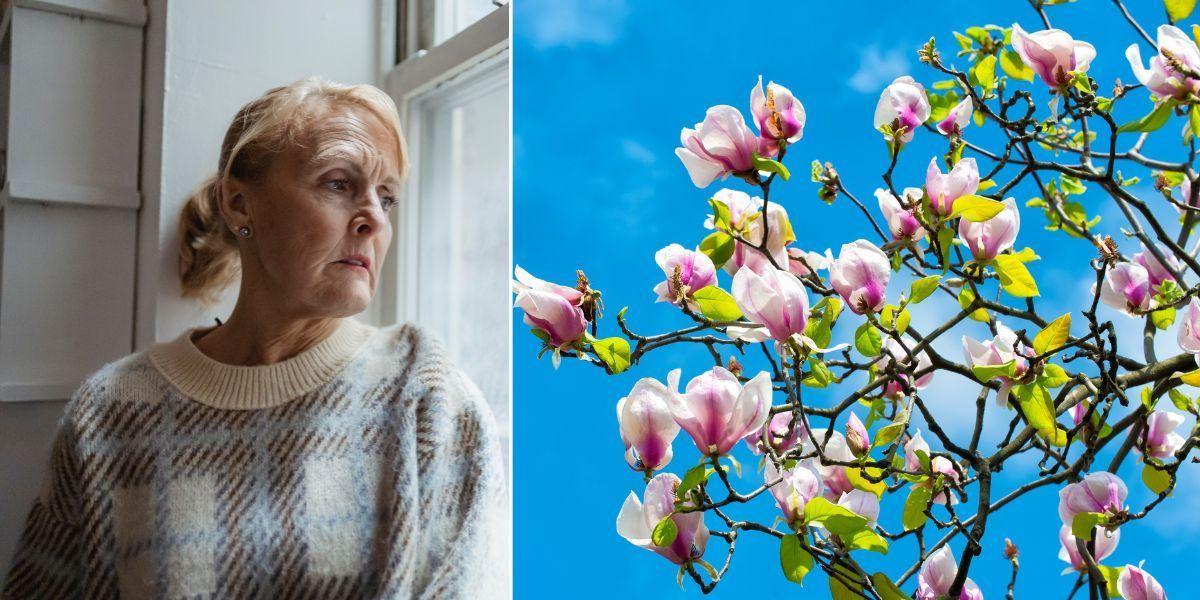 En sorgsen kvinna tittar ut genom ett fönster och magnoliablom. SAD, säsongsbunden affektiv störning, eller årstidsbunden depression, är vanligast när det är som mörkast, men vissa kan drabbas på våren och sommaren, när ljuset återvänder