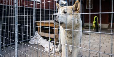 En hund i en av hundgårdens burar på Hundstallet i Åkeshov, antalet hundar de tog emot ökade med 20 procent förra året