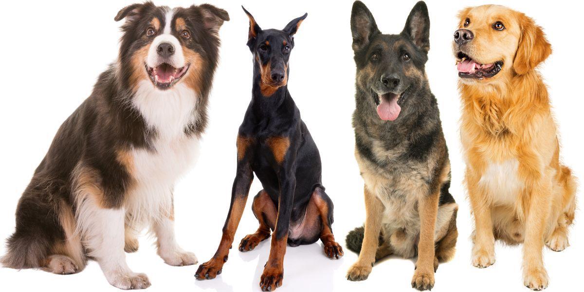 Hundar som är lojala och tillgivna, från vänster en australian shepherd, en dobermann en schäfer och en golden retriever