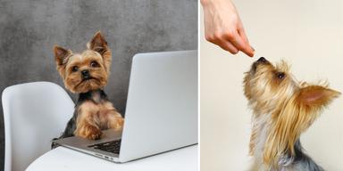 En hund framför en dator och en hund får något att äta. Felaktiga och ibland farliga påståenden om mediciner och fästingmedel för husdjur sprids på internet