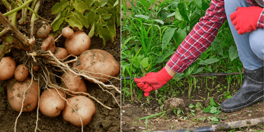 potatis i potatislandet, och någon rensar ogräs