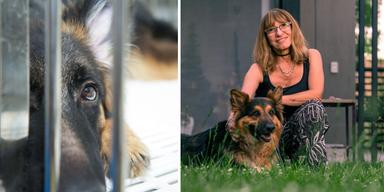 En hund på ett hundstall och en kvinna med sin hund. När hunden Caisa kom till det danska hundstallet hade hon farit illa i sex år, hu har hon fått komma till en my matte och mår bra. Hundarna och kvinnan på bilden har ingenting med texten att göra.