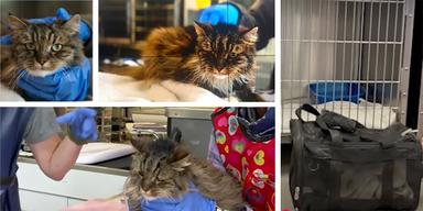 Den tolvåriga katten som överlevde ett fall på 115 meter i en mjuk kattväska