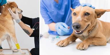 En hund hos veterinären. Albus skulle bara få ett sår på nosen sytt, men dog då veterinären inte upptäckte ett blödande magsår.