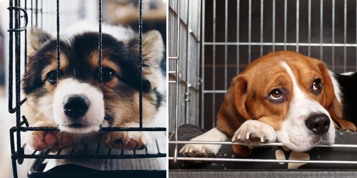 en hund i en stängd bur och en hund i en öppen bur