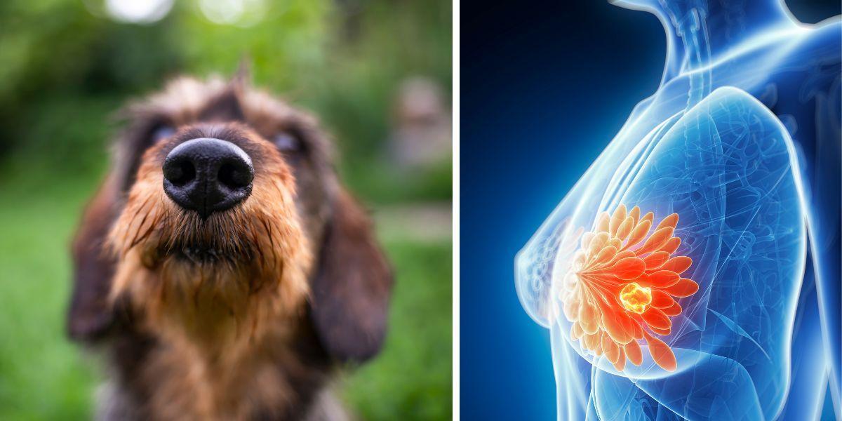 En hunds nos och bröstcancer. Hennes hund började plötsligt nosa intensivt på hennes bröst, tack vare det upptäcktes att hon drabbats av en ovanlig form av bröstcancer.