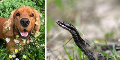 En hund och en huggorm. Så här ska du göra om din hund blir biten av en huggorm
