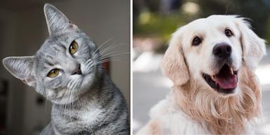 En katt och en hund. Fler klagoärenden som kommer in till landets länsstyrelser gäller bristande djurhållning av djur som katter och hundar.