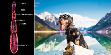 En dvärgbandmask och en hund i Alperna